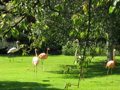 Gärten in England Coton Manor